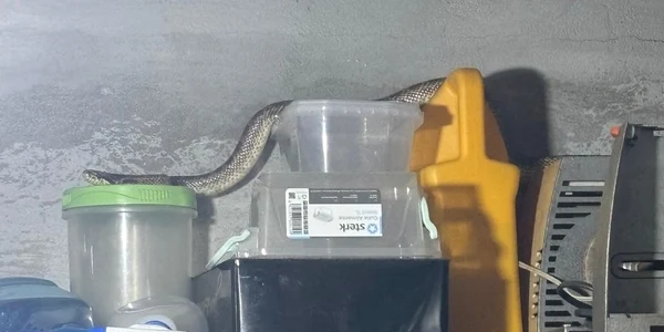 Balaur dobrogean găsit într o locuință Foto Jandarmeria Constanța jpg