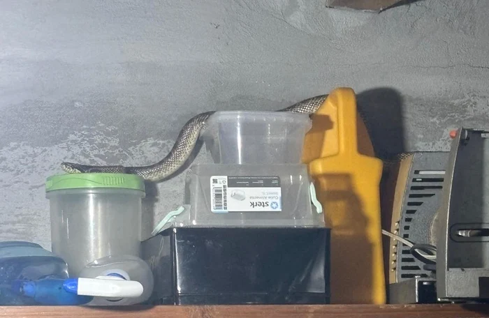 Balaur dobrogean găsit într-o locuință din 2 Mai Foto: Jandarmeria Constanța