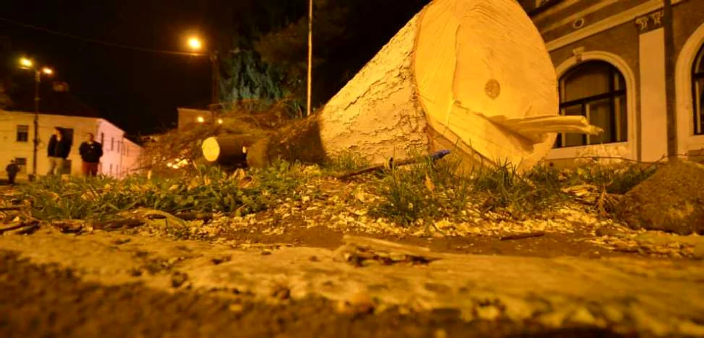 Ultimii copaci tăiaţi dărâmaţi au fost cei din Piaţa Libertăţii Foto:R.Băluţescu