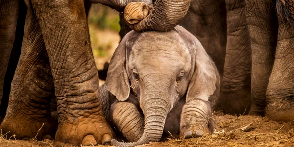 Elefant FOTO Shutterstock
