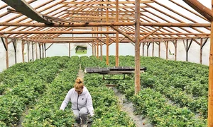 De Paşte, artista şi a ajutat prietena la culesul căpşunilor jpeg