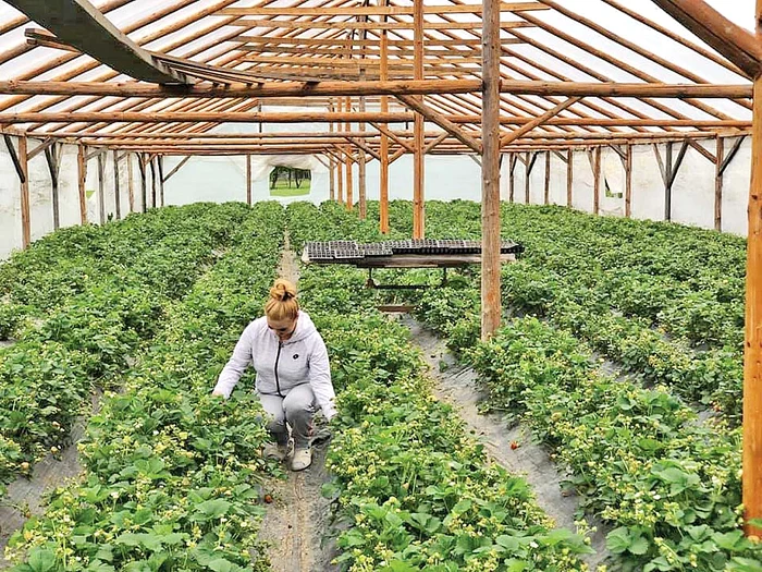 De Paşte, artista şi-a ajutat prietena la culesul căpşunilor