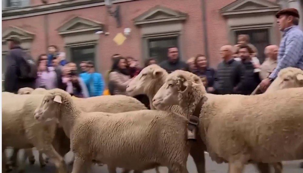 Străzile din Madrid, ocupate de oi mânate de ciobani pe vechile rute de transhumanţă VIDEO
