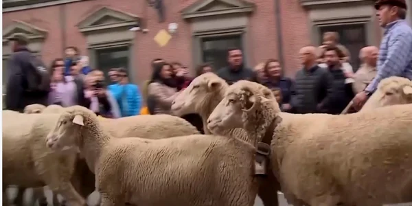 oi Madrid Captura video reuters png