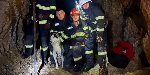 Câine a fost salvat de pompierii tulceni Foto ISU Tulcea jpg