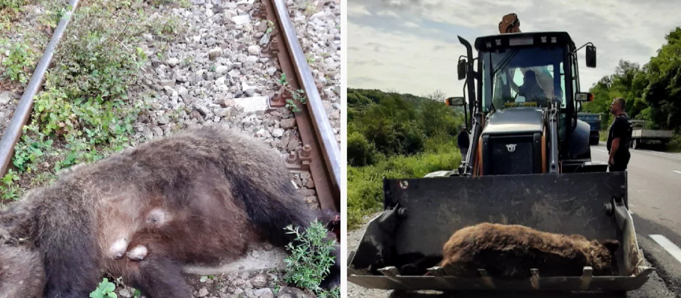 ursoaica lovita de tren