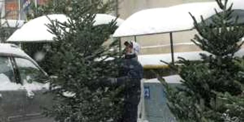 Brazii vor putea fi cumpăraţi de la ocoalele silvice din judeţ