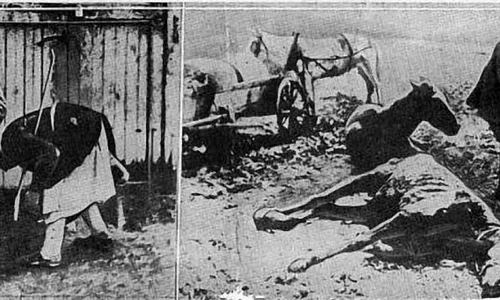 Dispariţia animalelor de muncă în 1947   cazul judetului Argeș jpeg