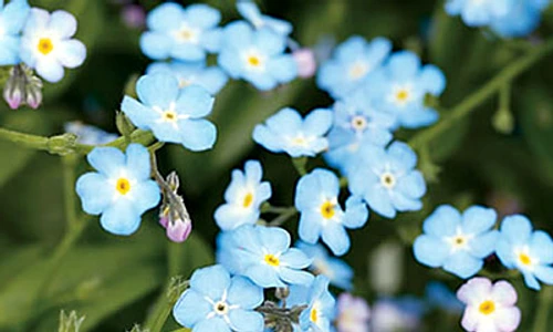 1 64052 original jpg jpeg