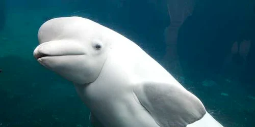 Beluga