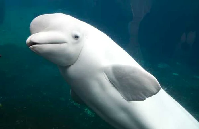 Beluga