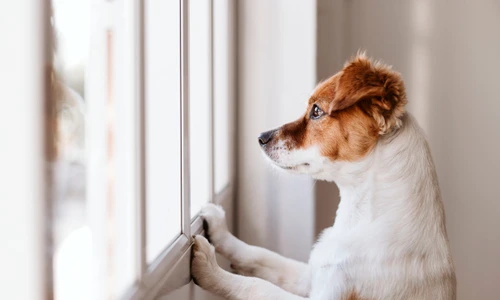 1 shutterstock 1223036338 jpg jpeg