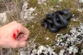 muscatura sarpe jpg