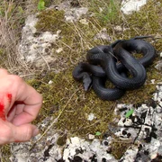 muscatura sarpe jpg