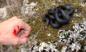 muscatura sarpe jpg