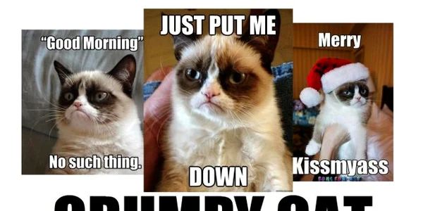grumpy cat foto adevarul 