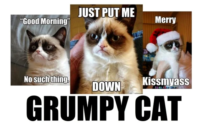 grumpy cat foto adevarul