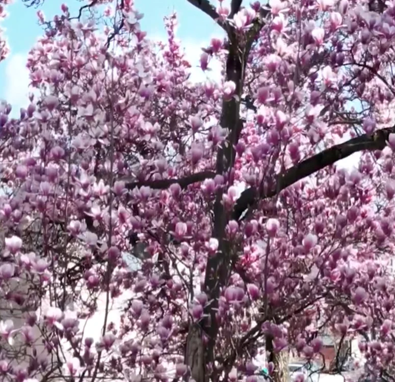 Prima Magnolie din București a fost plantată în 1918. Sursă foto: Facebook/Harta Magnoliilor