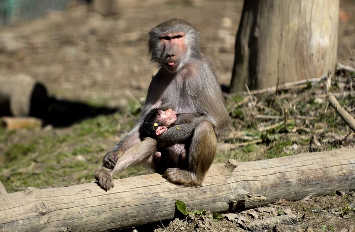 
    Puiul de maimuță din rasa pavian s-a născut în urma cu aproape două săptămâni, iar de atunci stă tot timpul agățat de gâtul mamei luifoto: Mediafax/ Sebastian Marcovici  