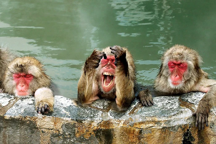 
    "E mult mai amuzantă senzaţia asta decât despăduchierea"  