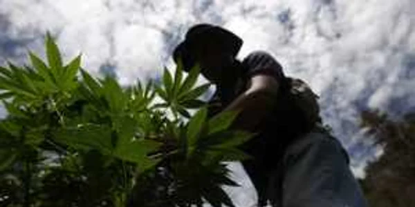 Marijuana, sau mai popular - "iarbă"