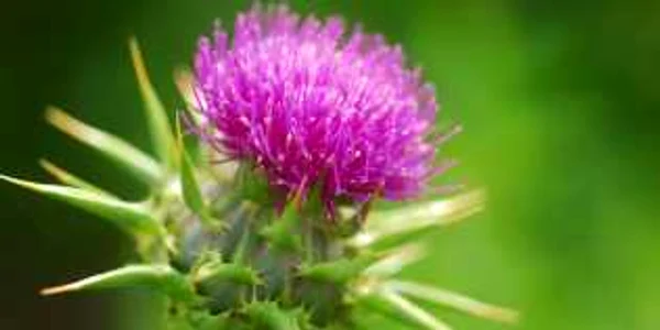 armurariu foto shutterstock