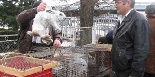Iepurii belgieni au fost la mare căutare la târgul de animale.