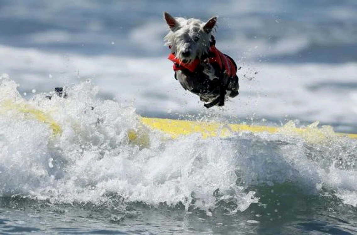 Câini care fac surf (FOTO REUTRS)