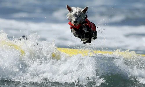 Câini care fac surf (FOTO REUTRS) jpeg