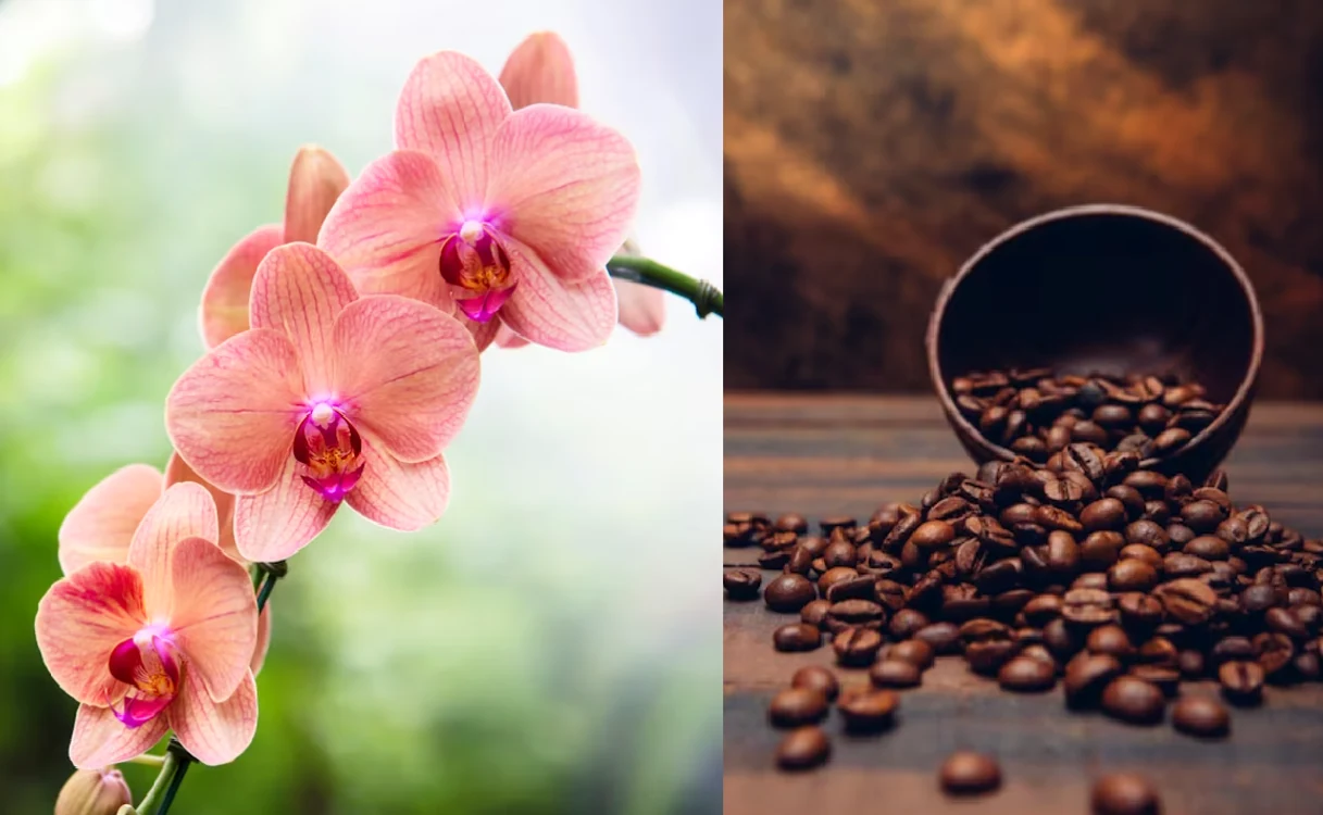 Cafeaua este perfectă pentru orhidee / foto: colaj Click!