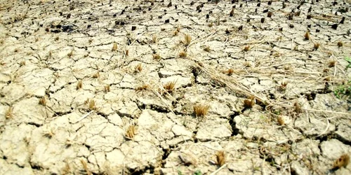 Statul va aloca 40 de milioane de euro pentru sprijinirea fermierilor afectaţi de secetă