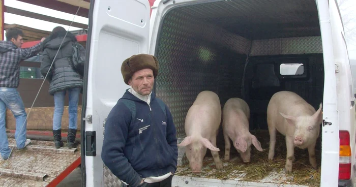 Mihai Stoica a venit în târg cu şase porci.