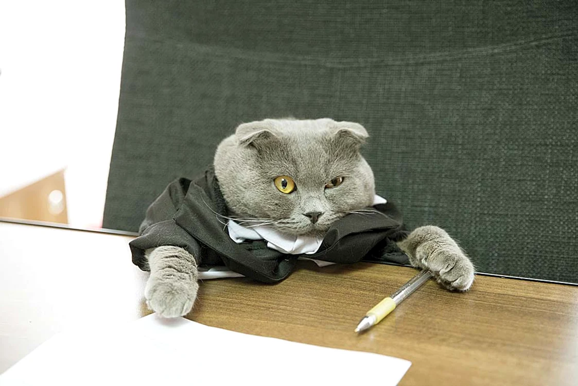 
    Boss participă şi la şedinţeFoto: Guliver/Rexfeatures  