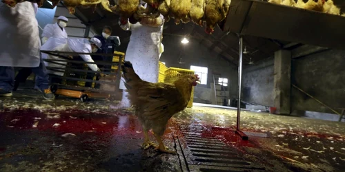 china virus foto reuters