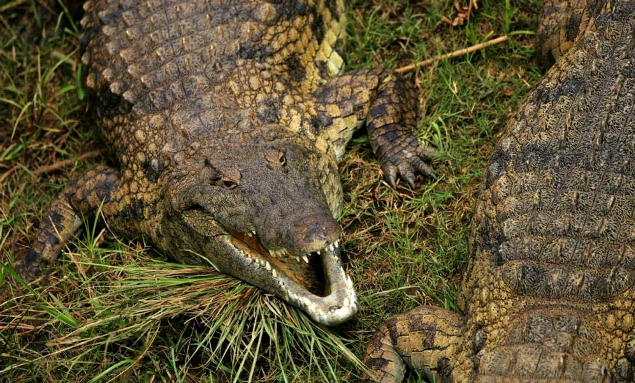 Bărbatul a ucis crocodilul care i-a omorât soția