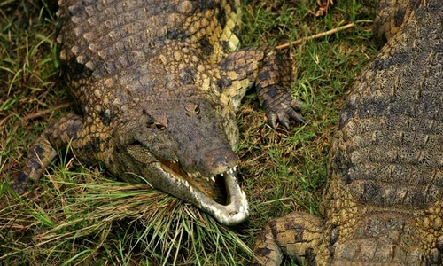 crocodil jpeg
