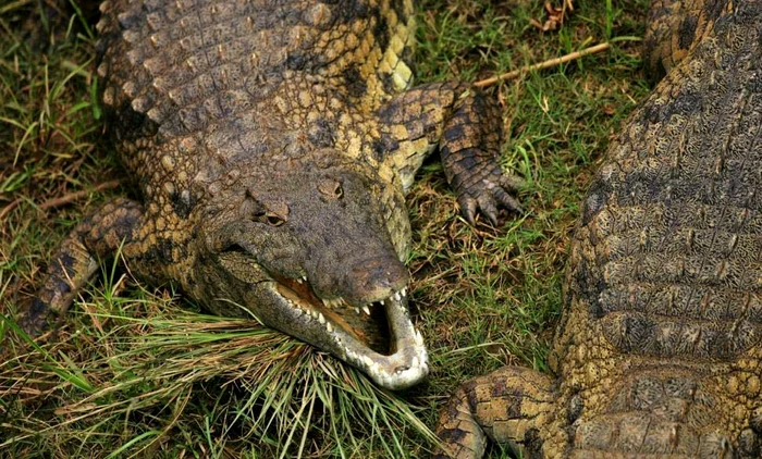 Bărbatul a ucis crocodilul care i-a omorât soția
