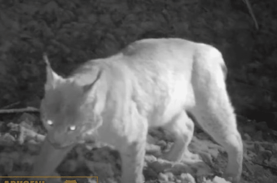 Animal sălbatic care „vânează prin ambuscadă”, surprins în imagini inedite din Munții Apuseni VIDEO