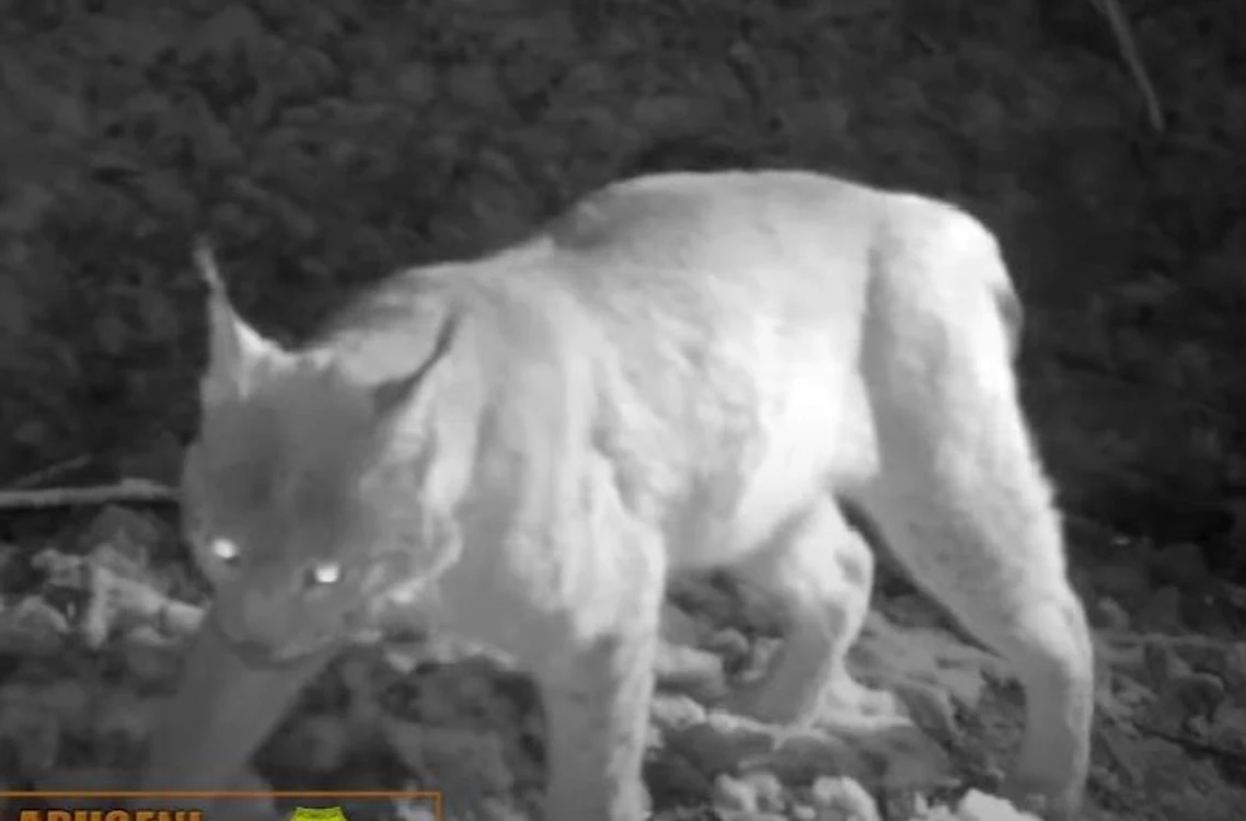 Animalul a fost filmat în timp ce se hrănea cu o căprioară FOTO captură video Youtube