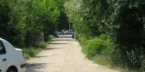 Satu Mare: Invazie de şerpi la Andrid – Revista presei locale