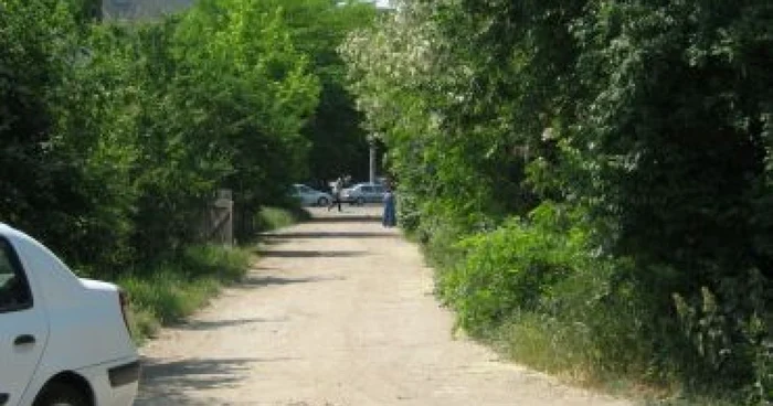 Satu Mare: Invazie de şerpi la Andrid – Revista presei locale