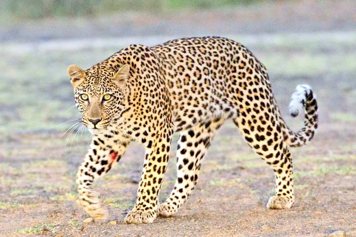 În loc de cărniţă, ţeposul i-a oferit doar un ac (Fotografii: Photoland/Caters)