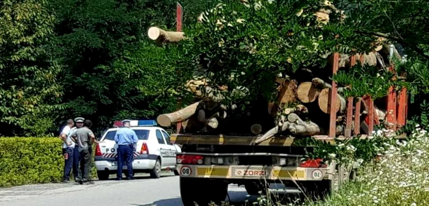 Un transportator de lemne oprit în zona Teliuc - Cinciş. FOTO: Daniel Guţă. ADEVĂRUL.