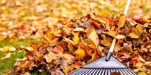 frunze toamna dreamstime1 jpeg