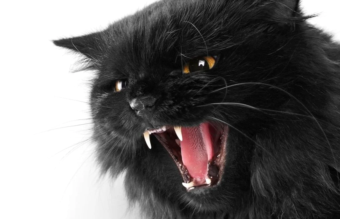 Stăpânul animalului bănuieşte că atitudinea agresivă a mâţei are legătură cu faptul că aceasta a dat naştere recent unui pui. FOTO 123RF