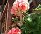 9 img 20210504 143238 jpg jpeg