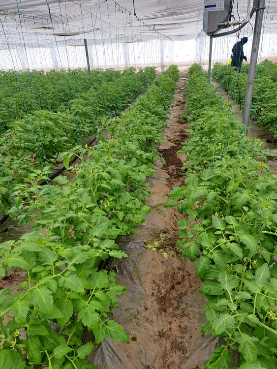 Tomate în solar, la Vădăstrița, februarie 2025 - foto Aristel Nunescu