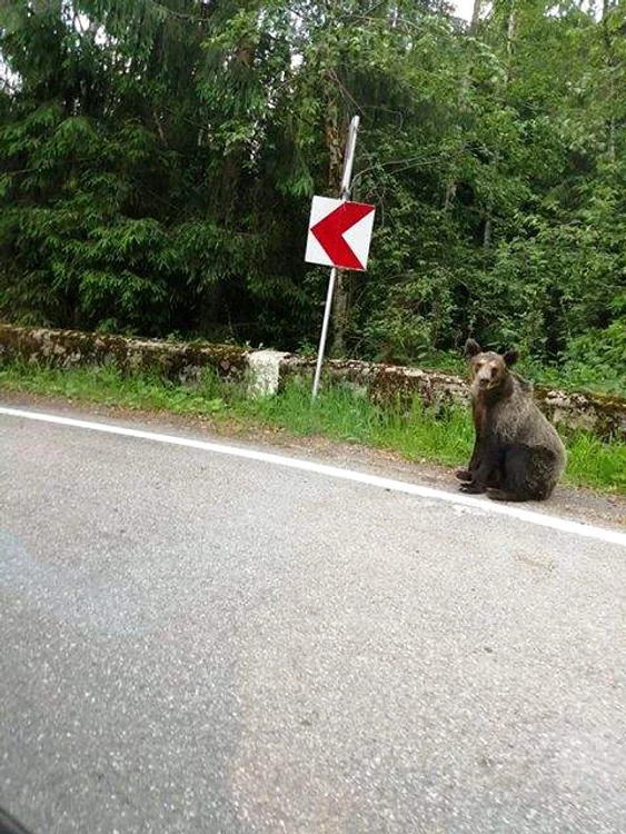 Urs leșinat de foame pe marginea drumului în Vidraru