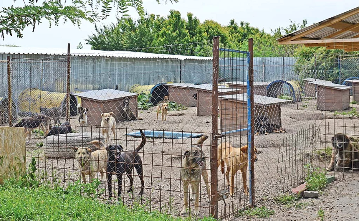 
    Peste 2.000 de câini  salvaţi de asociaţie au fost  adoptaţi în ultimii 5 ani.  Toţi trecuseră cândva pe aiciFoto: Dog Rescue Romania  