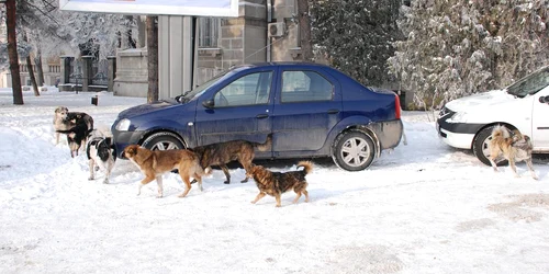 Câinii domină Brăila